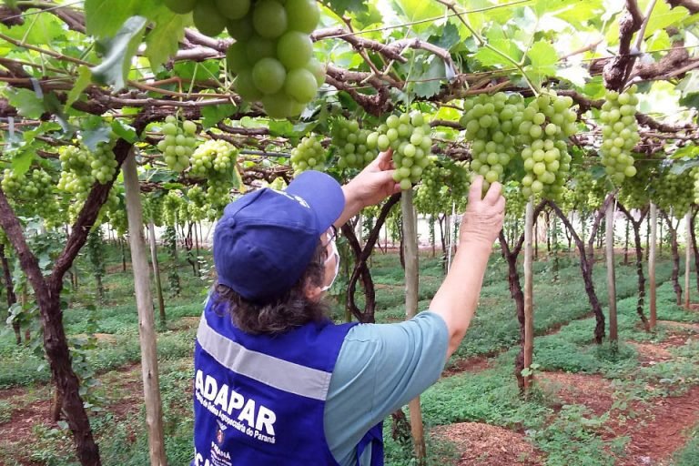 Pessoa colhendo uvas verdes