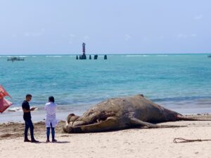 Baleia Jubarte encalhada na praia da Ponta Verde em Maceió. Foto: Arthur Carvalho / Redação Maceió