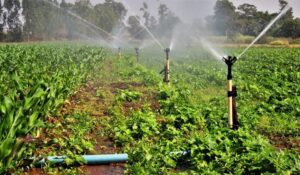 Plantação sendo irrigada