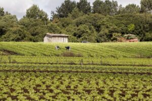 Agricultores trabalhando em plantação