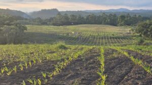 WhatsApp Image 2025-11-18 at 14.29.06.jpeg