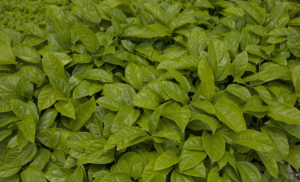 CAPA SITE - 2026-02-11T163957.340.png