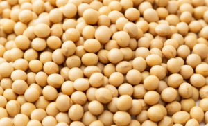 CAPA (1150 x 700 px) (1).png