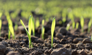 CAPA (1150 x 700 px).png