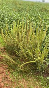 WhatsApp Image 2026-02-06 at 13.29.28.jpeg