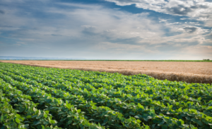 CAPA (1150 x 700 px) (1).png